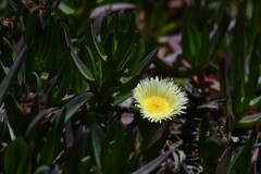 Carpobrotus edulis