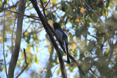 Trogon elegans