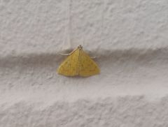 Loxomorpha flavidissimalis
