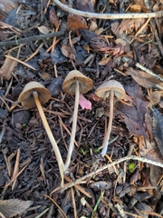 Psathyrella gracilis