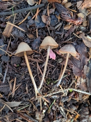 Psathyrella gracilis