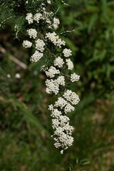 Ozothamnus secundiflorus