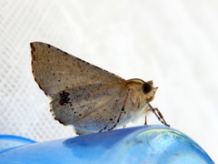 Oenochroma subustaria