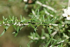 Ozothamnus secundiflorus