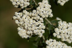 Ozothamnus secundiflorus