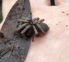 Calisoga longitarsis