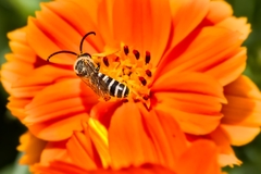 Halictus scabiosae
