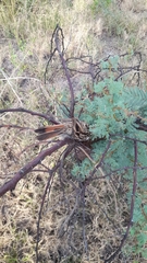 Coryphistera alaudina