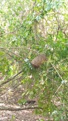 Protonectarina sylveirae