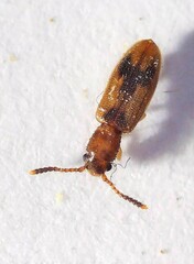 Cryptamorpha desjardinsi