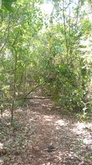 Protonectarina sylveirae
