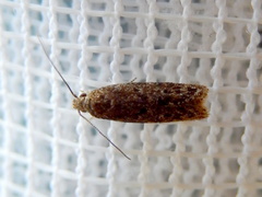 Hofmannophila pseudospretella
