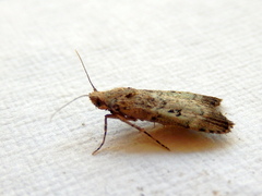 Heteromicta tripartitella