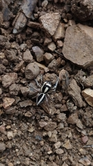 Leptofreya ambigua