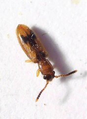 Cryptamorpha desjardinsi