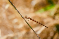 Oxyagrion rubidum