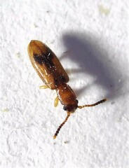 Cryptamorpha desjardinsi