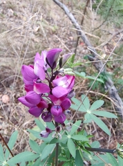 Lupinus arizonicus