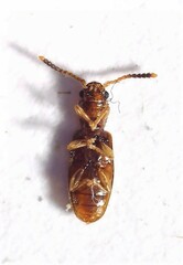 Cryptamorpha desjardinsi