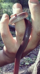 Carphophis amoenus amoenus