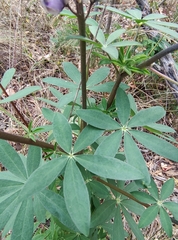 Lupinus arizonicus