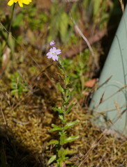 Epilobium billardiereanum