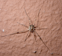 Oligolophus hanseni