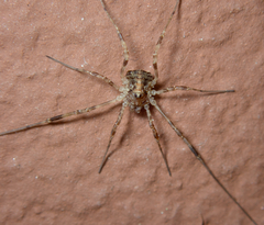 Oligolophus hanseni