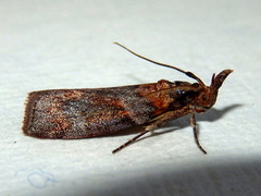Calguia defiguralis