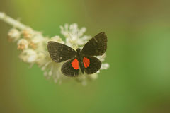 Phaenochitonia cingulus