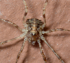 Oligolophus hanseni