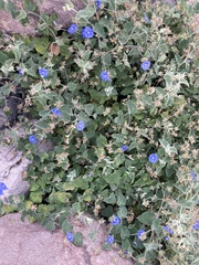 Jacquemontia abutiloides