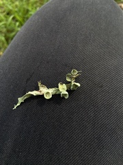 Ramalina leptocarpha