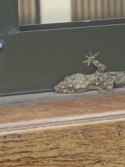 Hemidactylus mabouia