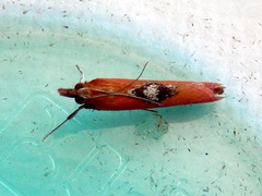 Canuza euspilella