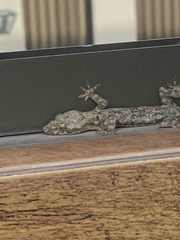 Hemidactylus mabouia