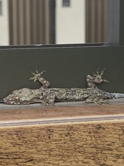 Hemidactylus mabouia