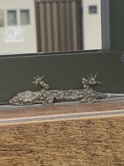 Hemidactylus mabouia