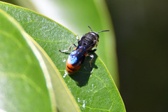 Hyleoides concinna