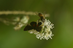 Phaenochitonia cingulus