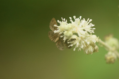 Phaenochitonia cingulus