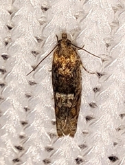Chimoptesis gerulae