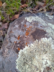 Xanthoparmelia cumberlandia