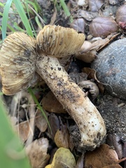 Pseudosperma sororium