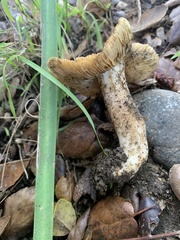 Pseudosperma sororium