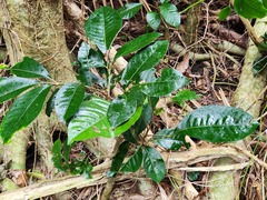 Aglaia rimosa
