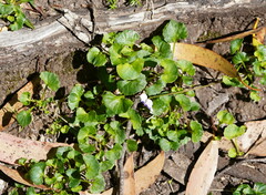 Viola eminens