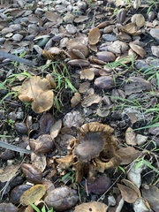 Pseudosperma sororium