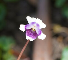 Viola eminens