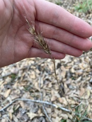 Elymus glabriflorus